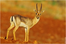 Dağ Ceylanı Konumu ve Özellikleri