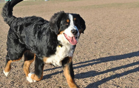 Bernese Da Kpei